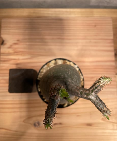 パキポディウム グラキリス　Pachypodium gracilius 　発根済　(商品番号gk-47)
