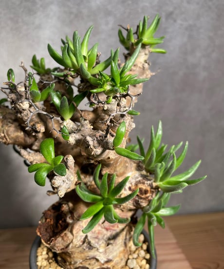 チレコドン レティキュラータス　Tylecodon reticulatus　万物想 　発根済　(商品番号cr-15valiem)VALIEM 　BLOCK　sizeM　(VALIEM巾着、タグ付き)