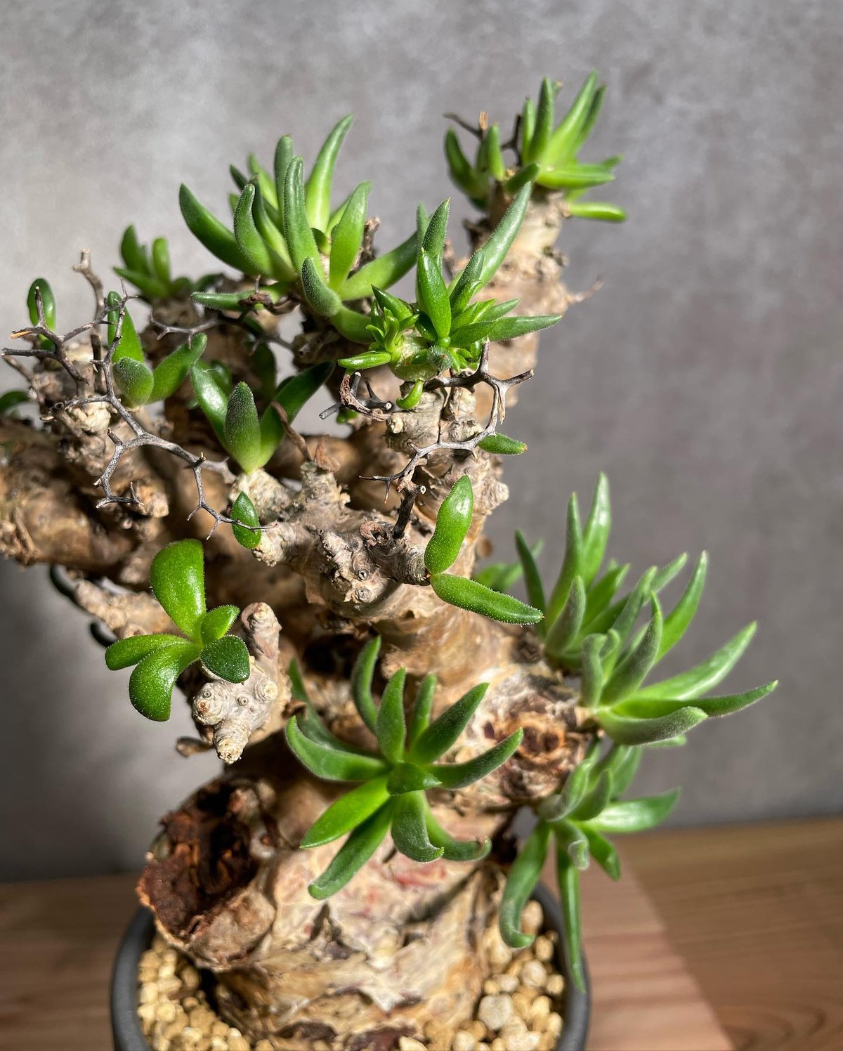 Tylecodon reticulatus【現地株】レティキュラータス万物想 ネ7171 「現地株」チレコドン レティキュラータス 万物想 小