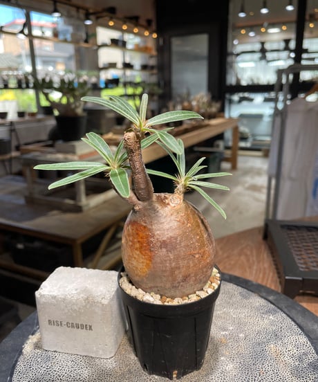 パキポディウム グラキリス　Pachypodium gracilius 　発根済　(gk-501）