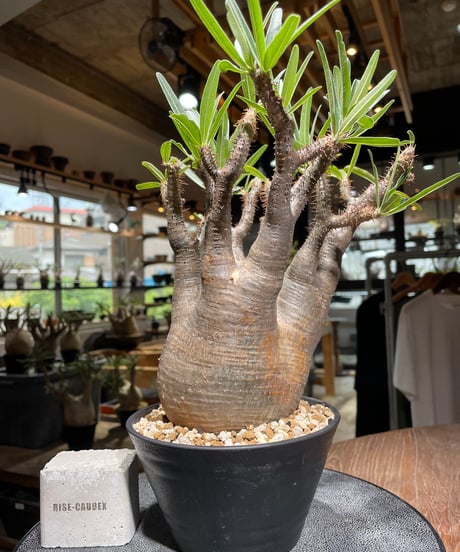 パキポディウム グラキリス　Pachypodium gracilius 　発根済　(gk-531)