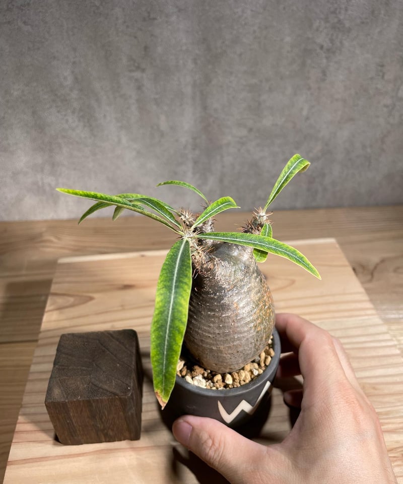 パキポディウム グラキリス Pachypodium gracilius 発根済 傷あり (