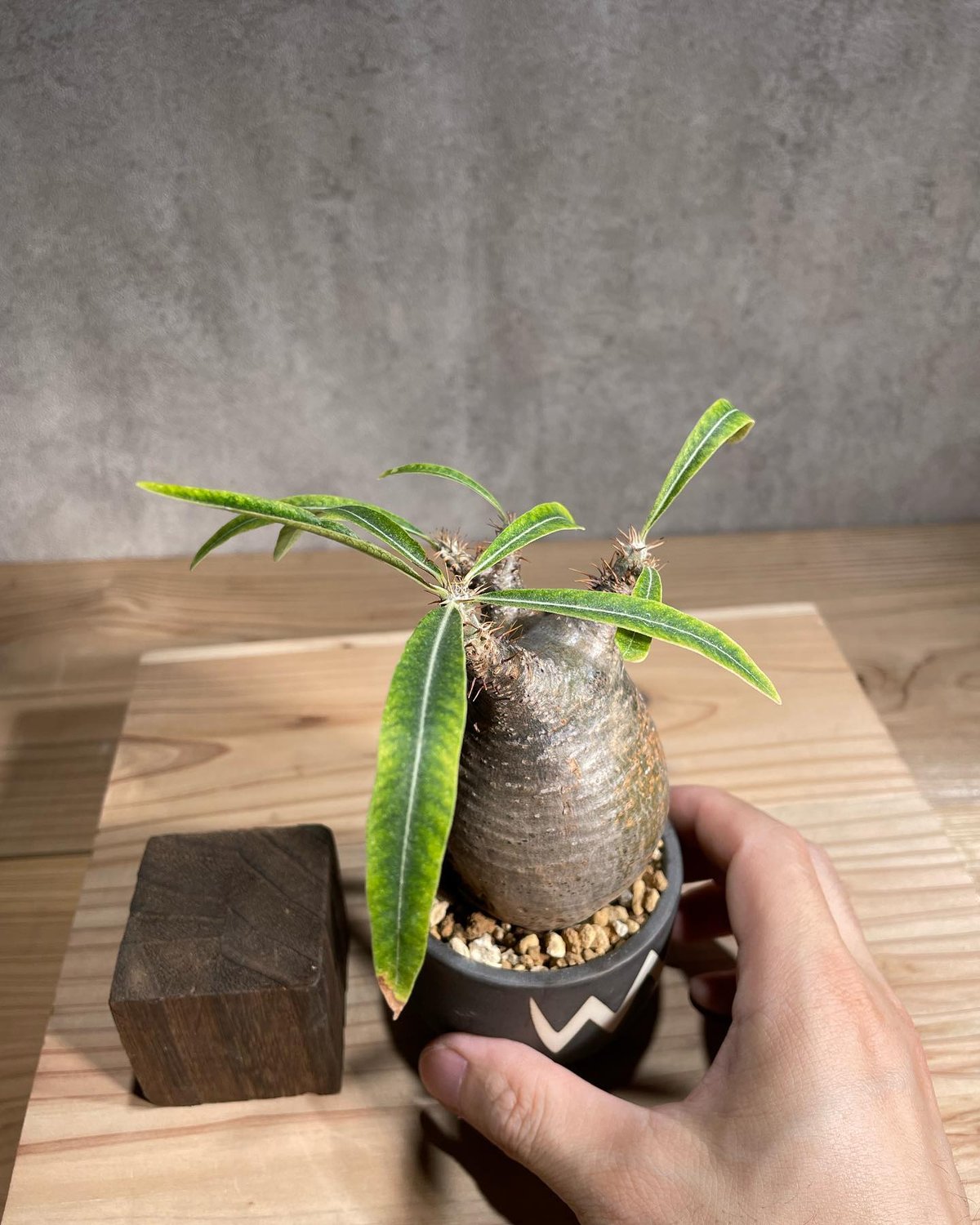 fit=scale-down,w=1200