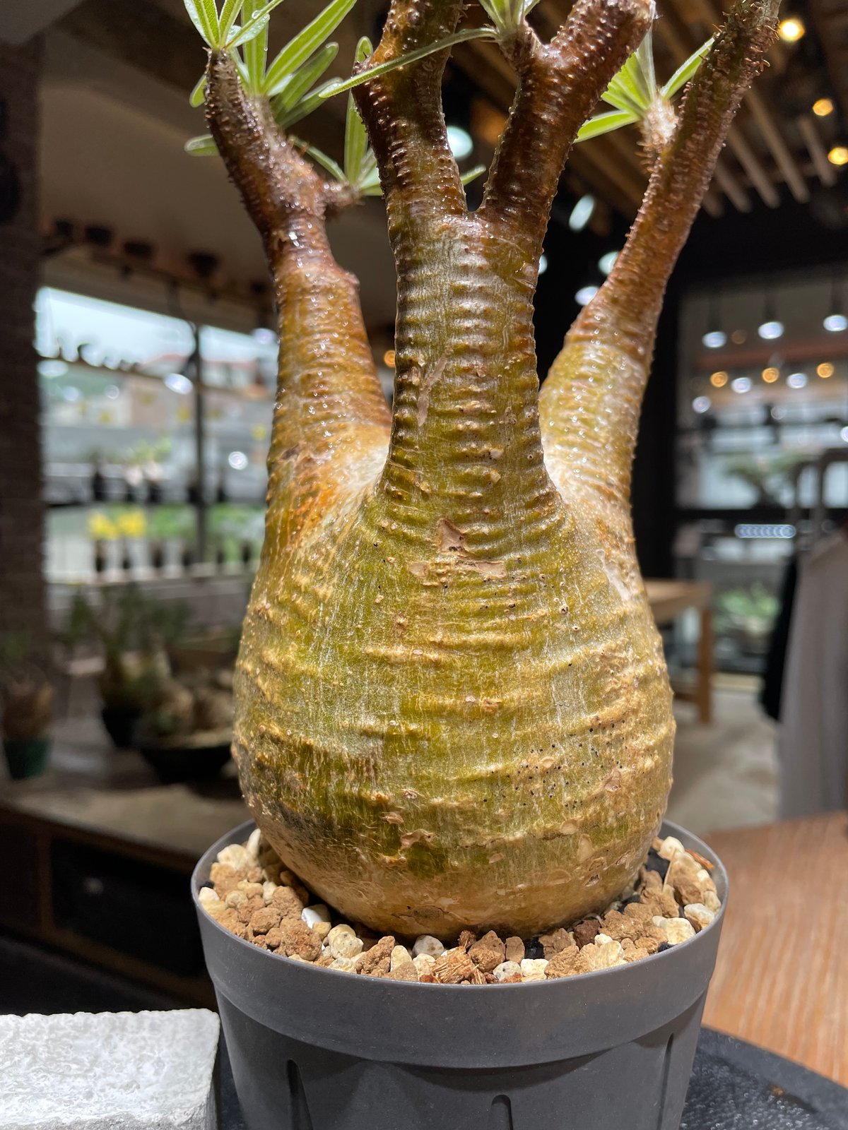 パキポディウム グラキリス Pachypodium gracilius 発根済 (gk-46