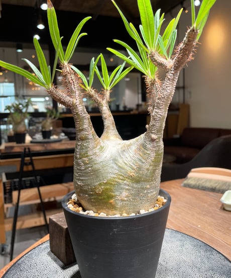パキポディウム グラキリス　Pachypodium gracilius 　発根済　(gk-394)