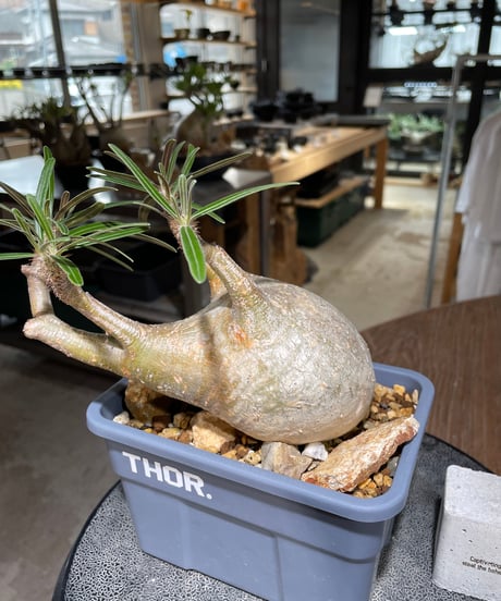 パキポディウム グラキリス　Pachypodium gracilius 　発根済　(gk-553)