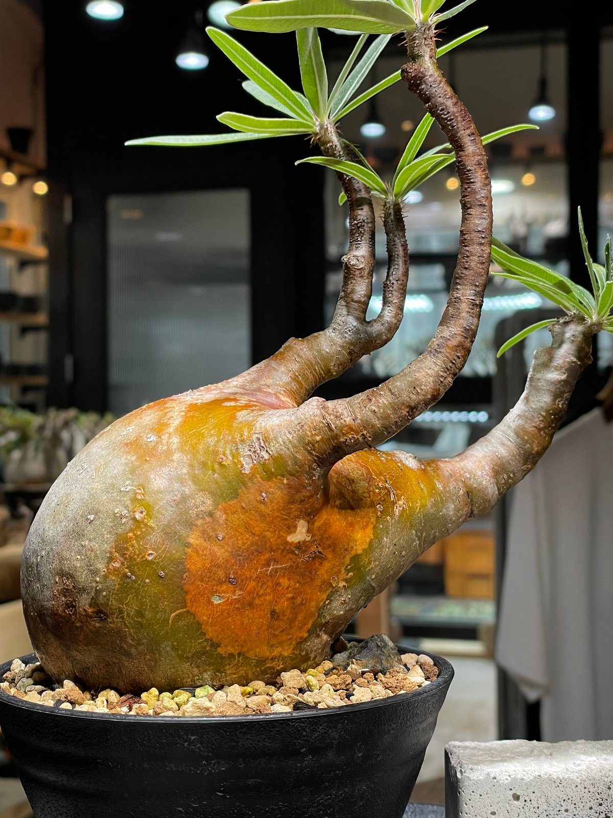 GIRUVI Pachypodium Gracilius グラキリス GIRUVI Pachypodium Gracilius グラキリス パキポディウム