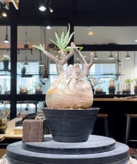 パキポディウム グラキリス　Pachypodium gracilius 　発根済　(gk-314)