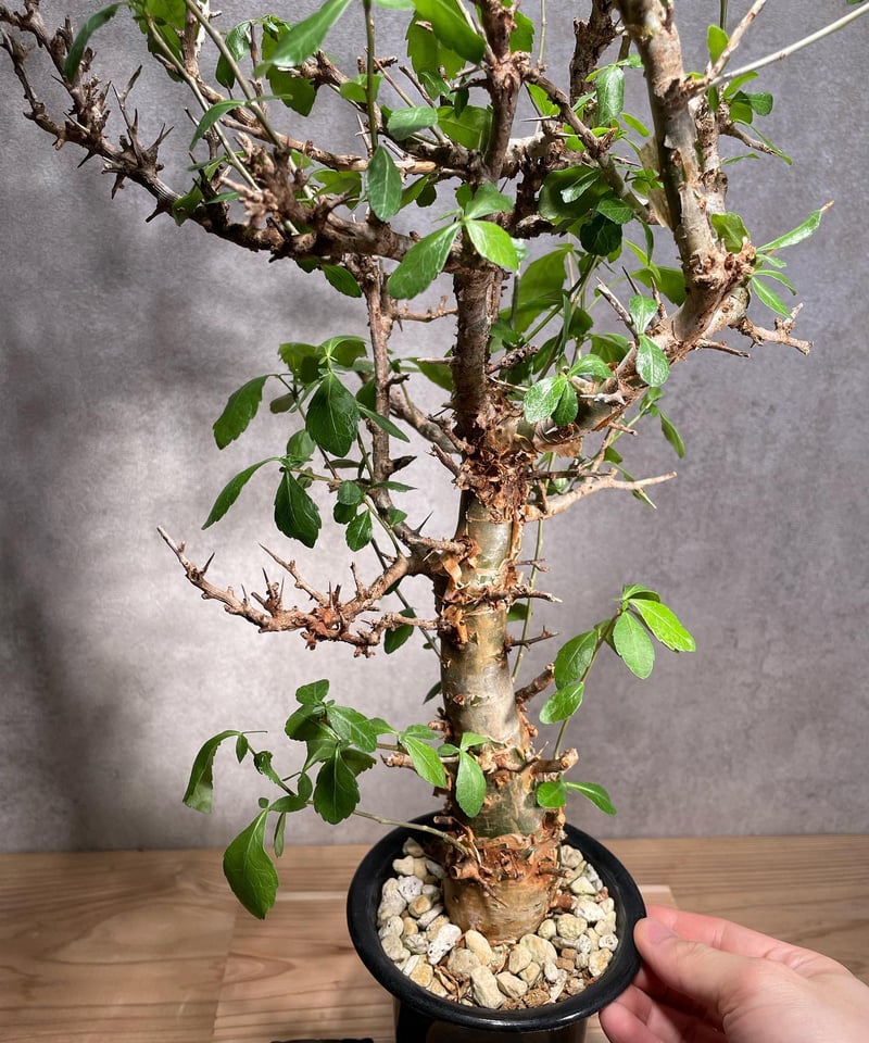 コミフォラ・ハベシニカ　発根済み現地株 コミフォラ ハベシニカ 発根済現地株