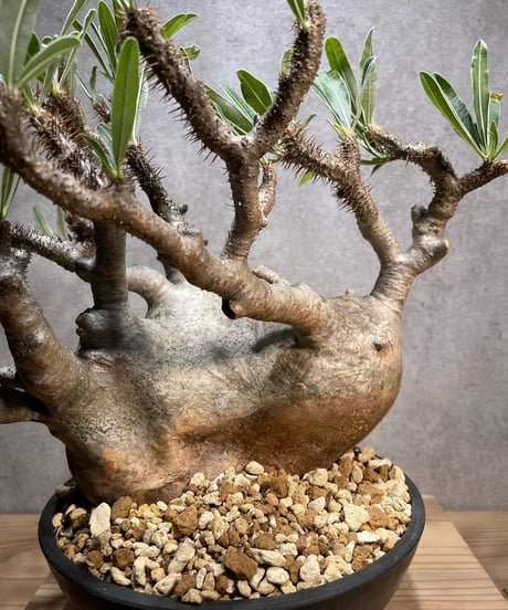 パキポディウム グラキリス　Pachypodium gracilius 　発根済　(商品番号gk-67)