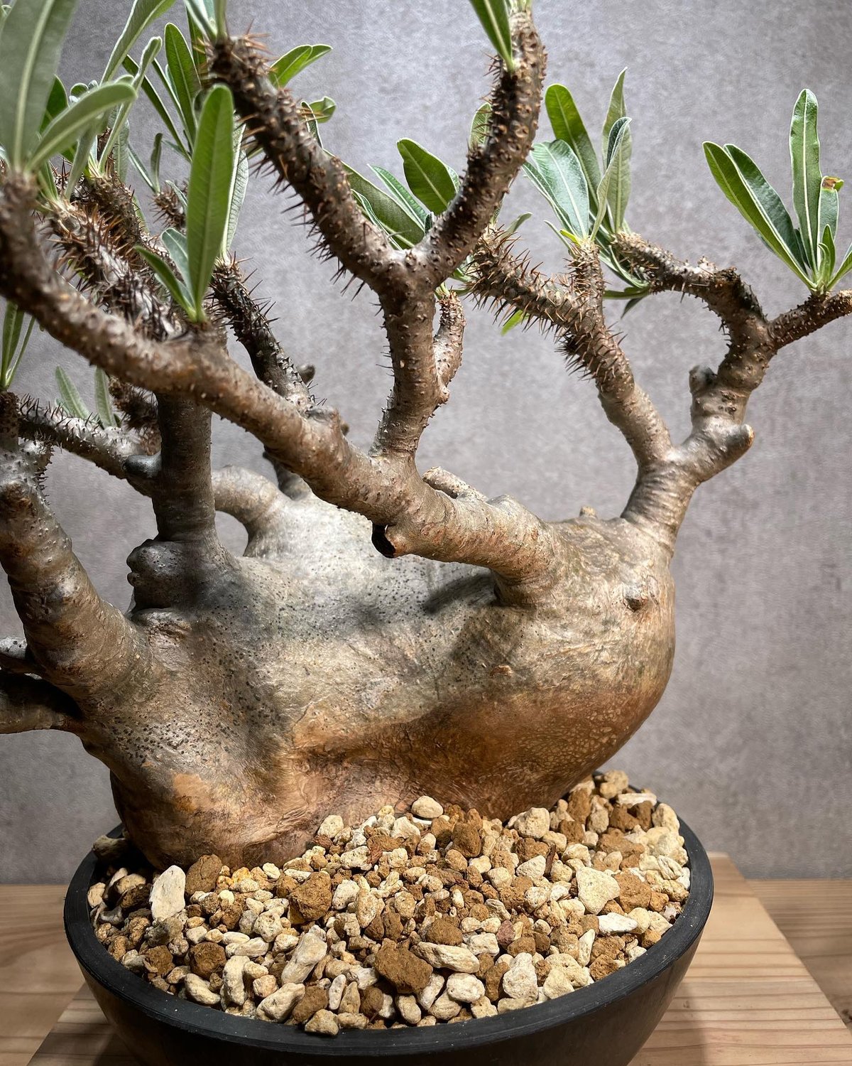 パキポディウム グラキリス Pachypodium gracilius 発根済 (商品番号g