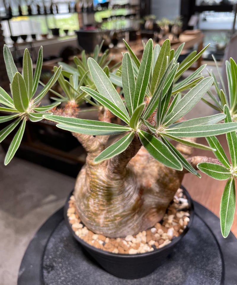 パキポディウム グラキリス Pachypodium gracilius 発根済 (gk-47