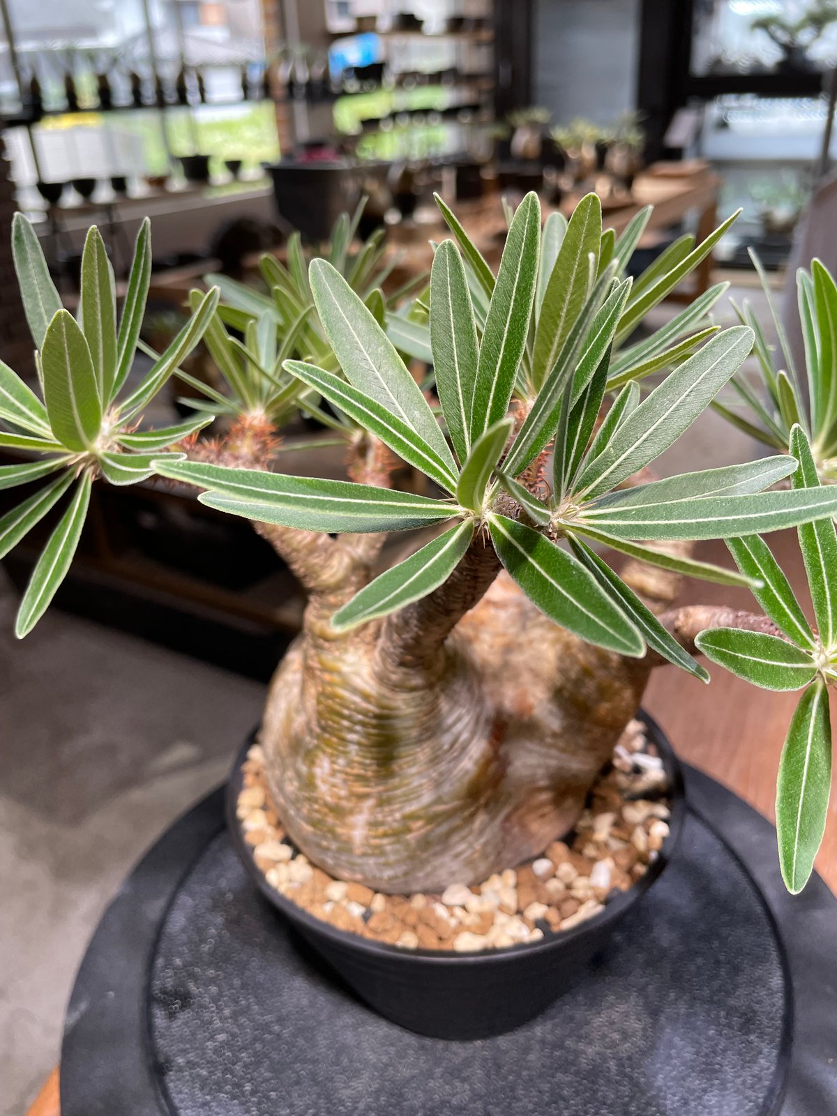 47.パキポディウム グラキリス【発根済】 パキポディウム グラキリス Pachypodium gracilius 発根済 (gk-47