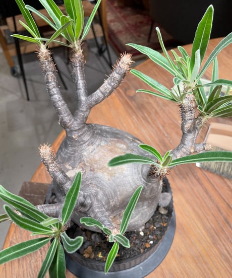 パキポディウム グラキリス　Pachypodium gracilius 　発根済　(gk-410valiem) VALIEM VOID L