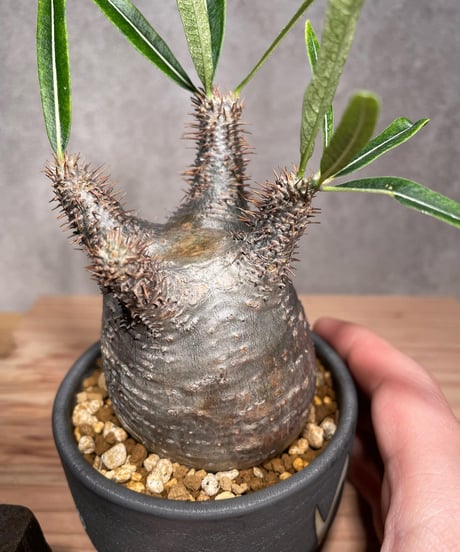 パキポディウム グラキリス　Pachypodium gracilius 　発根済　(商品番号gk-29valiem)  VALIEM 　BOWL　sizeS　(VALIEM巾着、タグ付き)