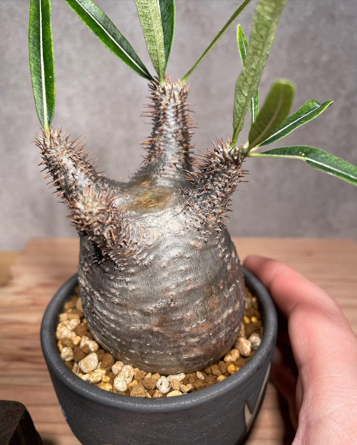 パキポディウム グラキリス Pachypodium gracilius 発根済 (商品番号g