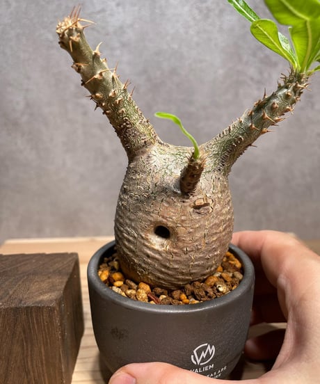 パキポディウム グラキリス　発根済　※背面現地穴跡あり　(商品番号gk-60valiem)  VALIEM 　BOWL　sizeXS　(VALIEMタグ付き)