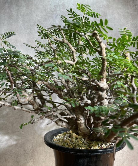 センナ メリディオナリス Senna meridionalis　発根済　(商品番号sm-12)