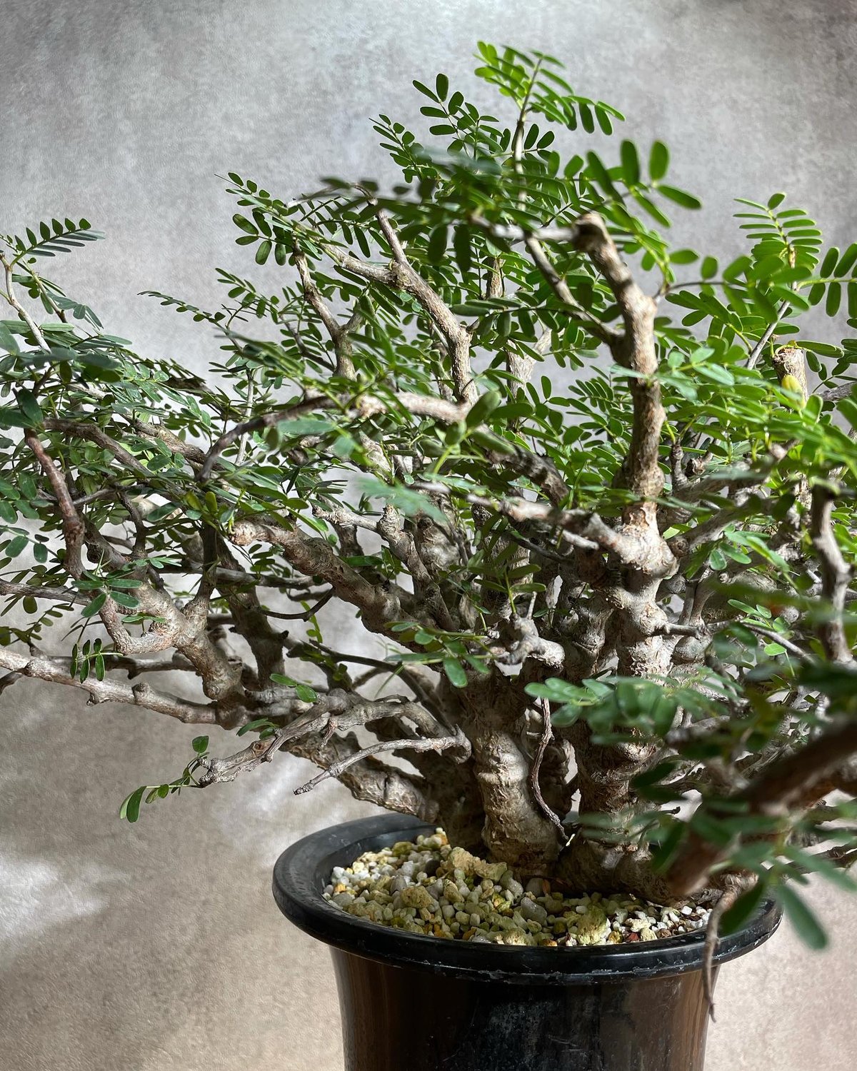 センナ メリディオナリス Senna meridionalis 発根済の特大株 3 □センナ メリディオナリス□Senna meridionalis・塊根植物