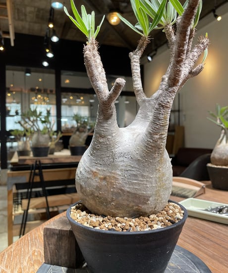 パキポディウム グラキリス　Pachypodium gracilius 　発根済　(gk-374)