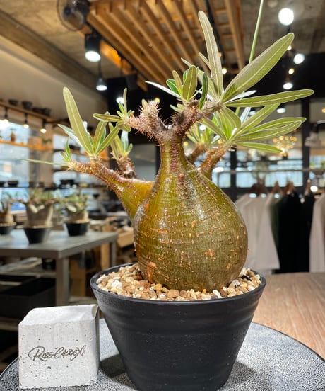 パキポディウム グラキリス　Pachypodium gracilius 　発根済　(gk-567)