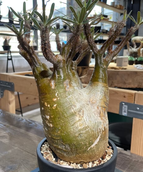 パキポディウム グラキリス　Pachypodium gracilius 　発根済　(gk-426)