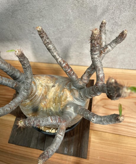 パキポディウム グラキリス　Pachypodium gracilius 　発根済(塊根幅10～14ｃｍ)　(商品番号gk-18)