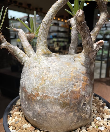 パキポディウム グラキリス　Pachypodium gracilius 　発根済　(gk-463)
