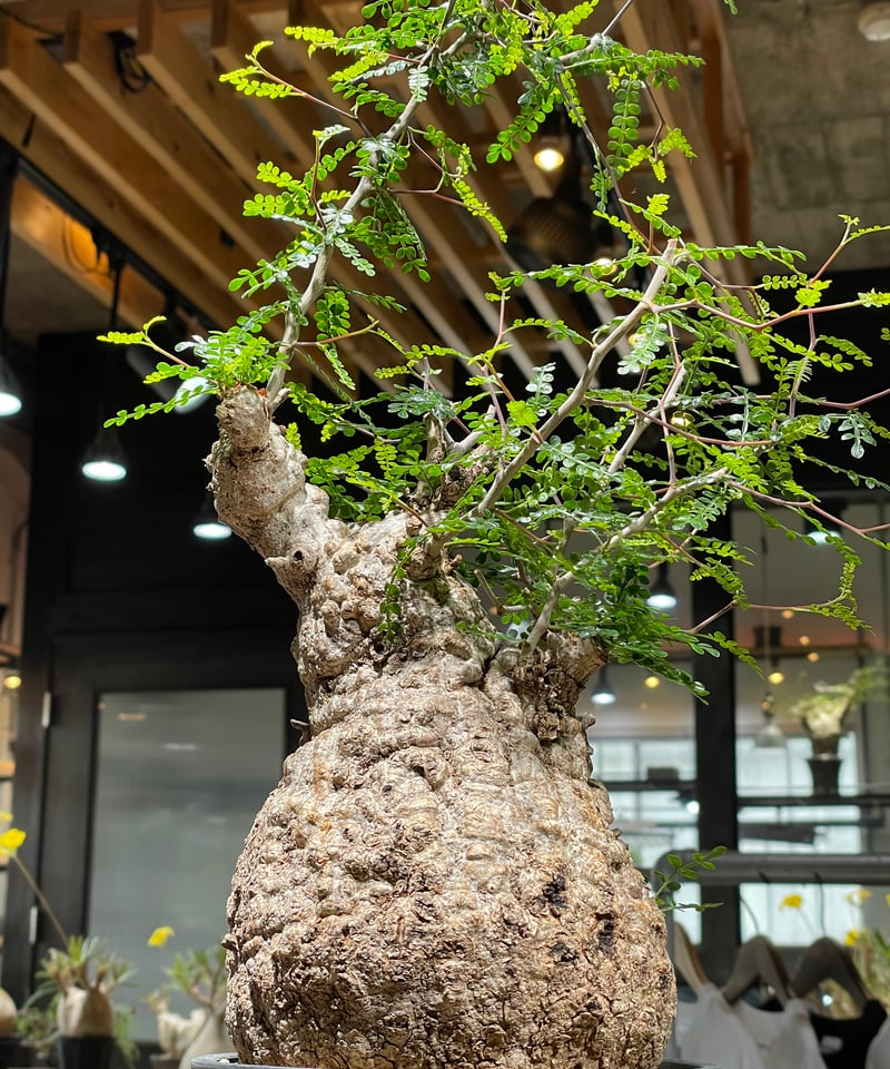 【土日価格】Operculicarya pachypusオペルクリカリアパキプス 土日価格】Operculicarya pachypusオペルクリカリアパキプス オペル