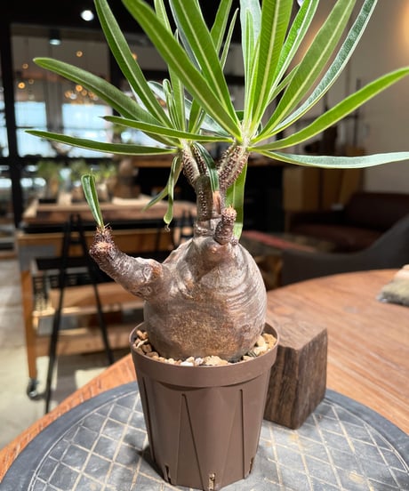 パキポディウム グラキリス　Pachypodium gracilius 　発根済　(gk-385)