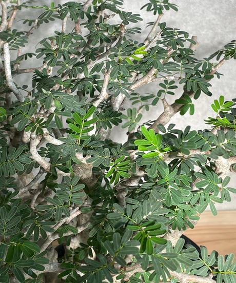 センナ メリディオナリス Senna meridionalis　発根済　(商品番号sm-11)