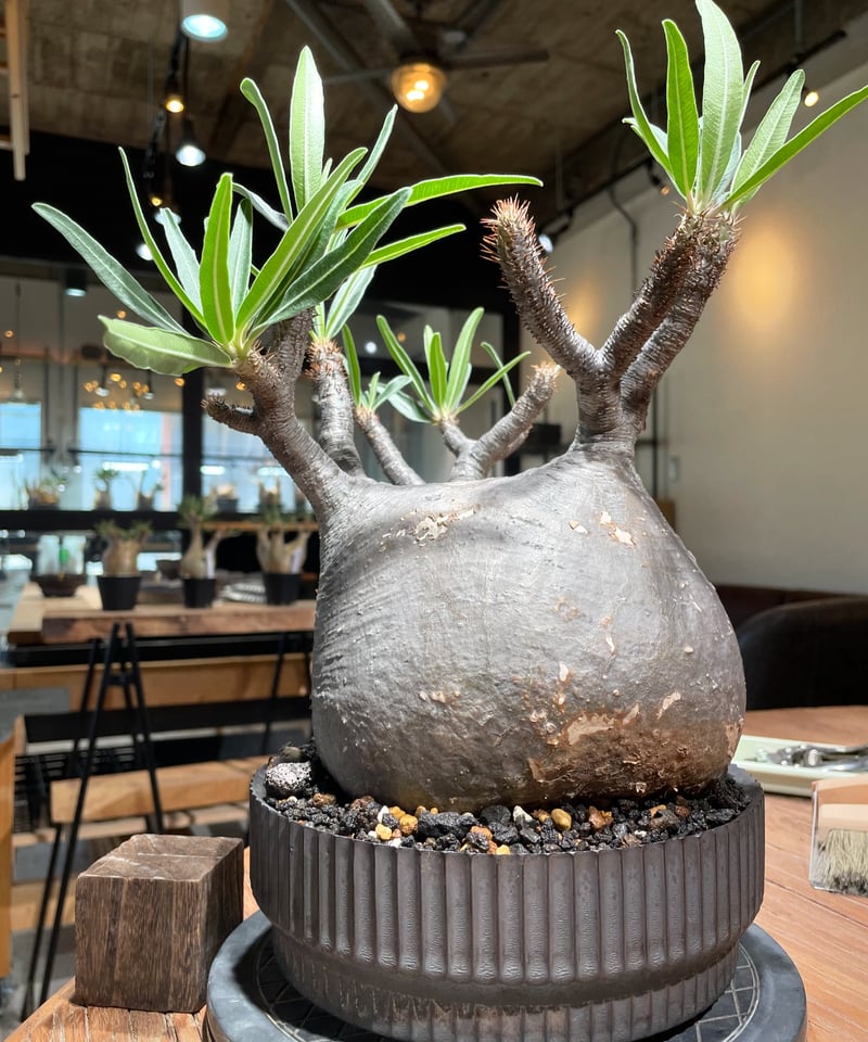 パキポディウム グラキリス Pachypodium gracilius 発根済 (gk-41 パキポディウム グラキリス Pachypodium gracilius 発根済 (gk-41