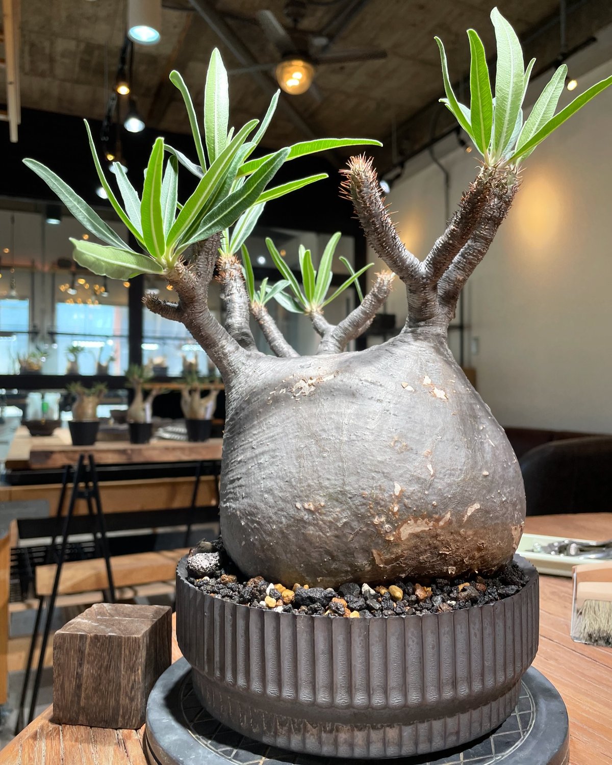 パキポディウム グラキリス Pachypodium gracilius 発根済 (gk-41