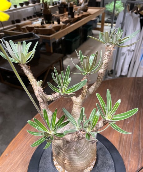 パキポディウム グラキリス　Pachypodium gracilius 　発根済　(gk-438）