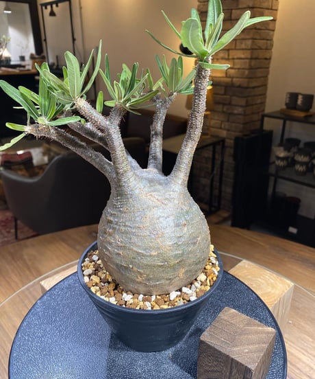 パキポディウム グラキリス　Pachypodium gracilius 　発根済　(塊根幅約12ｃｍ)　(商品番号gk-195)