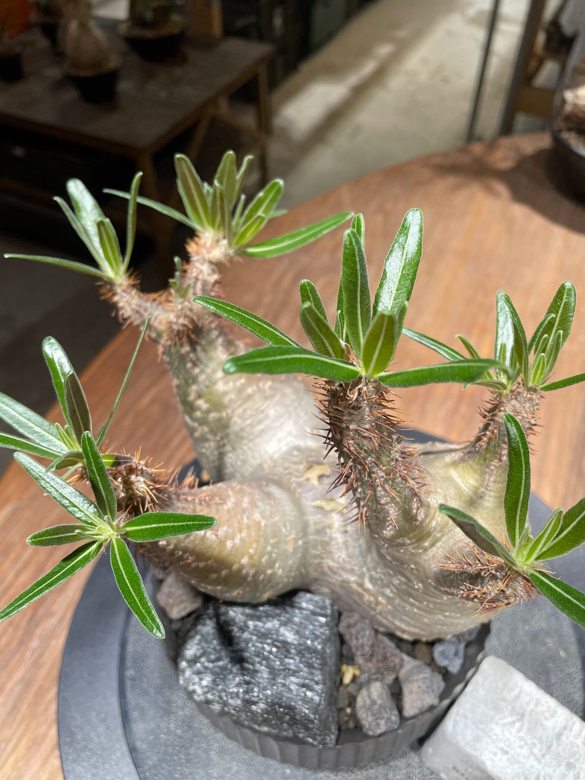 パキポディウム　グラキリス(多頭)＊発根済 パキポディウム グラキリス 多頭 Pachypodium gracilius 発根済