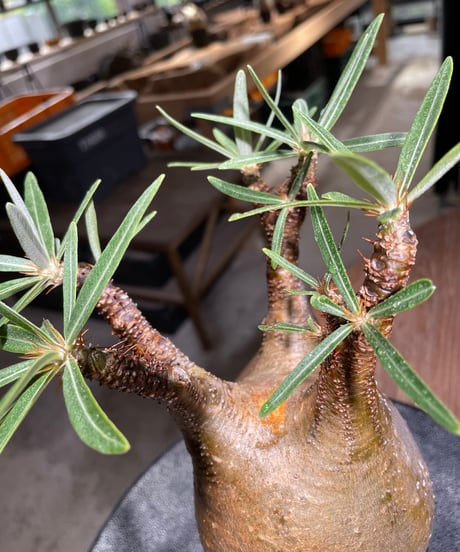 パキポディウム グラキリス　Pachypodium gracilius 　発根済　(gk-526）