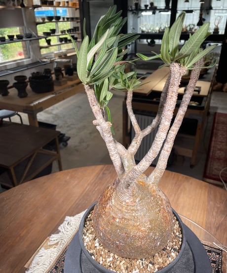 パキポディウム グラキリス　Pachypodium gracilius 　発根済　(gk-305)