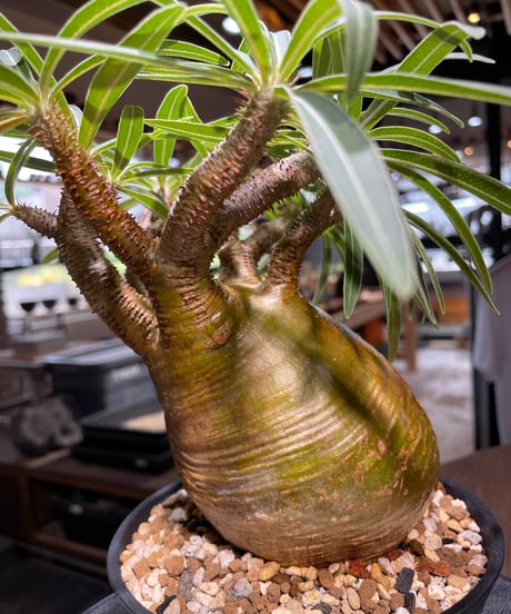 パキポディウム グラキリス　Pachypodium gracilius 　発根済　(gk-281)