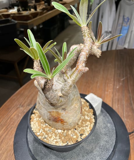 パキポディウム グラキリス　Pachypodium gracilius 　発根済　(gk-440）