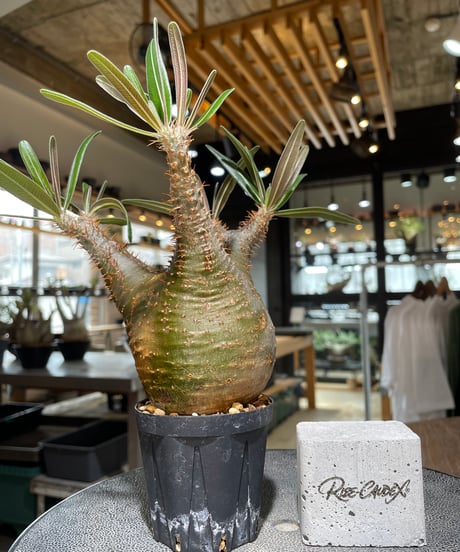 パキポディウム グラキリス　Pachypodium gracilius 　発根済　(gk-555)