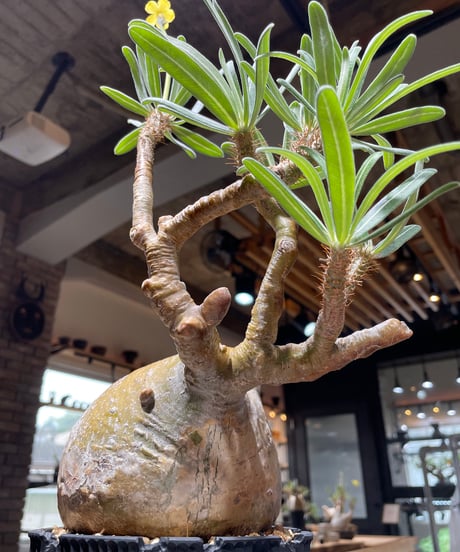 パキポディウム グラキリス　Pachypodium gracilius 　発根済　(gk-444）dip鉢