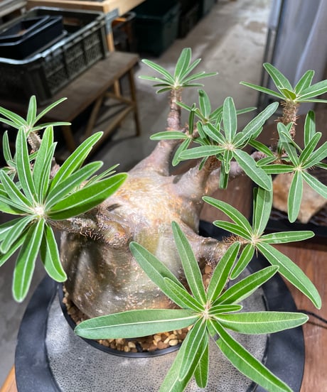 パキポディウム グラキリス　Pachypodium gracilius 　発根済　(gk-494）