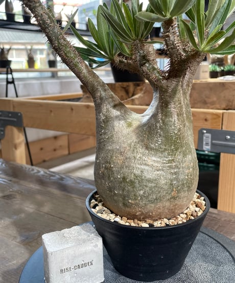 パキポディウム グラキリス　Pachypodium gracilius 　発根済　(gk-429)