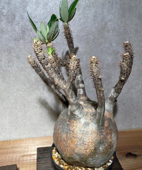 パキポディウム グラキリス　Pachypodium gracilius 　発根済　(商品番号gk-14)