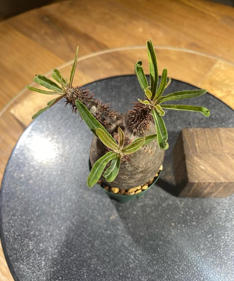 パキポディウム グラキリス　Pachypodium gracilius 　発根済　(商品番号gk-193)
