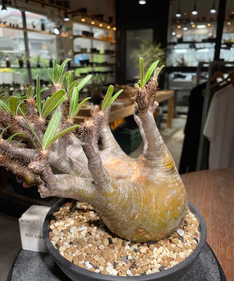 パキポディウム グラキリス　Pachypodium gracilius 　発根済　(gk-534)