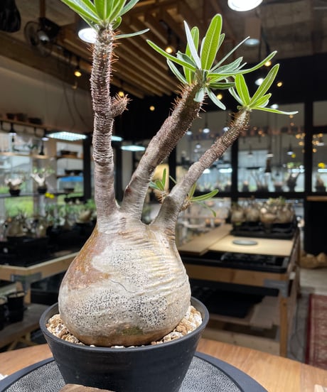 パキポディウム グラキリス　Pachypodium gracilius 　発根済　(gk-235)