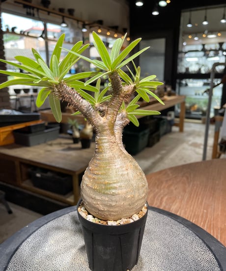 パキポディウム グラキリス　Pachypodium gracilius 　発根済　(gk-487)