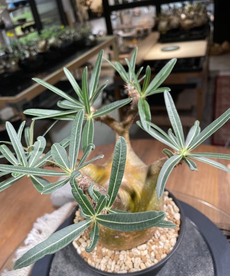 パキポディム グラキリス　Pachypodium gracilius 　発根済　(gk-207)